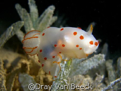Great nudibranch, made my dive. For a change made  with C... by Dray Van Beeck 